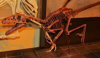 Dromaeosaurus albertensis, Canadian Museum of Nature, Ottawa, Ontario, Canada